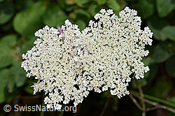Wilde Möhre (Daucus carota ssp. carota) (C267947)