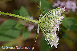 Wilde Möhre (Daucus carota ssp. carota) (C267948)