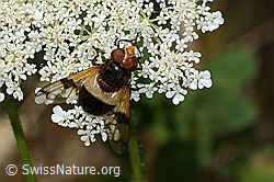 Gemeine Waldschwebfliege (Volucella pellucens)