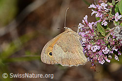 Brombeer-Perlmuttfalter (Brenthis daphne) auf Echtem Dost (Origanum vulgare)