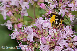 Weissbinden-Schmalbiene (Lasioglossum leucozonium) auf Echtem Dost (Origanum vulgare) (23.07.2023, C267972)