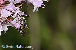 Foto: Gemeine Keulenschwebfliege (Syritta pipiens) auf Echtem Dost (Origanum vulgare)
