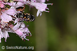 Foto: Gemeine Keulenschwebfliege (Syritta pipiens) auf Echtem Dost (Origanum vulgare)