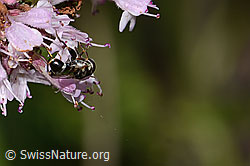 Foto: Gemeine Keulenschwebfliege (Syritta pipiens) auf Echtem Dost (Origanum vulgare)