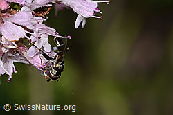 Foto: Gemeine Keulenschwebfliege (Syritta pipiens) auf Echtem Dost (Origanum vulgare)