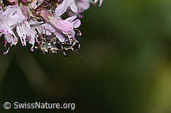 Foto: Gemeine Keulenschwebfliege (Syritta pipiens) auf Echtem Dost (Origanum vulgare)