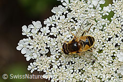 Wilde Möhre (Daucus carota ssp. carota)
