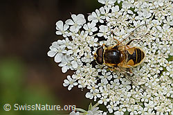 Mittlere Keilfleckschwebfliege (Eristalis interrupta) auf Wilde Möhre (Daucus carota ssp. carota) (C267991)