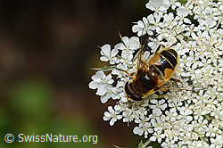 Mittlere Keilfleckschwebfliege (Eristalis interrupta) auf Wilde Möhre (Daucus carota ssp. carota) (C267992)