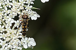 Gemeine Keulenschwebfliege (Syritta pipiens) auf Wilder Möhre (Daucus carota ssp. carota) (C267998)
