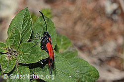 Gewöhnliches Widderchen (Zygaena filipendulae) (C268001)