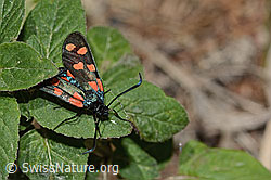 Gewöhnliches Widderchen (Zygaena filipendulae) (C268003)