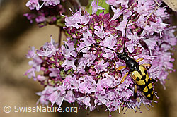 Brombeer-Perlmuttfalter (Brenthis daphne) auf Echtem Dost (Origanum vulgare)