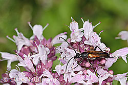 Kleiner Schmalbock (Stenurella melanura) auf Moschus-Schafgarbe (Achillea erba-rotta)