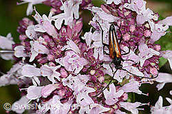 Kleiner Schmalbock (Stenurella melanura) auf Echtem Dost (Origanum vulgare) (C268023)