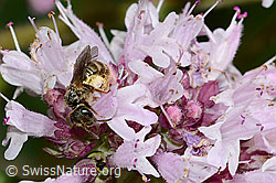 Weissbinden-Schmalbiene (Lasioglossum leucozonium) auf Echtem Dost (Origanum vulgare) (C268027)