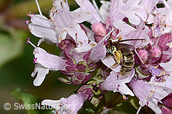 Weissbinden-Schmalbiene (Lasioglossum leucozonium) auf Echtem Dost (Origanum vulgare) (C268029)