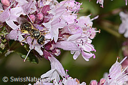 Weissbinden-Schmalbiene (Lasioglossum leucozonium) auf Echtem Dost (Origanum vulgare) (C268031)