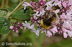 Wiesenhummel (Bombus pratorum) an Echtem Dost (Origanum vulgare) (C268041)
