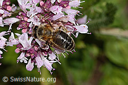 Westliche Honigbiene (Apis mellifera) an Echtem Dost (Origanum vulgare) (C268043)