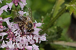 Brombeer-Perlmuttfalter (Brenthis daphne) auf Echtem Dost (Origanum vulgare)