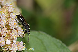 Gewöhnliche Maskenbiene (Hylaeus communis) an Gemeiner Schafgarbe (Achillea millefolium) (C268047)