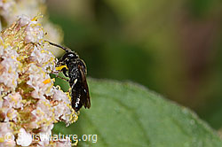 C268048: Gewöhnliche Maskenbiene (Hylaeus communis) an Gemeiner Schafgarbe (Achillea millefolium)