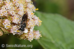 C268049: Gewöhnliche Maskenbiene (Hylaeus communis) an Gemeiner Schafgarbe (Achillea millefolium)