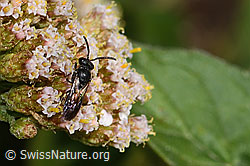 C268051: Gewöhnliche Maskenbiene (Hylaeus communis) an Gemeiner Schafgarbe (Achillea millefolium)