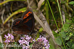 Brombeer-Perlmuttfalter (Brenthis daphne) auf Echtem Dost (Origanum vulgare)