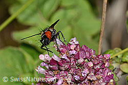 Brombeer-Perlmuttfalter (Brenthis daphne) auf Echtem Dost (Origanum vulgare)