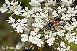 Wilde Möhre (Daucus carota ssp. carota)