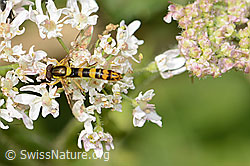 Gewöhnliche Langbauchschwebfliege (Sphaerophoria scripta) auf Wilder Möhre (Daucus carota ssp. carota) (C268072)