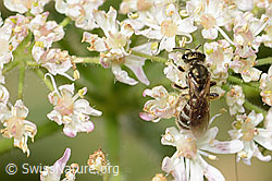 Dunkelgrüne Schmalbiene (Lasioglossum morio)<br/>Wilde Möhre (Daucus carota ssp. carota)