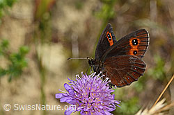 Graubindiger Mohrenfalter (Erebia aethiops) auf Wald-Witwenblume (Knautia dipsacifolia) (23.07.2023, C268077)