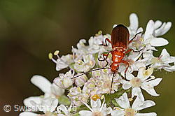 Wilde Möhre (Daucus carota ssp. carota)