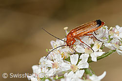 Rotgelber Weichkäfer (Rhagonycha fulva) auf Wilder Möhre (Daucus carota ssp. carota) (C268087)