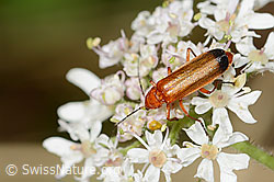 Rotgelber Weichkäfer (Rhagonycha fulva) auf Wilder Möhre (Daucus carota ssp. carota) (C268088)