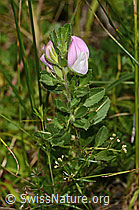 Kriechende Hauhechel (Ononis repens) (C268105)