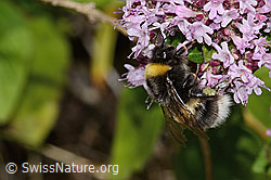 Dunkle Erdhummel (Bombus terrestris)<br/>Echter Dost (Origanum vulgare)