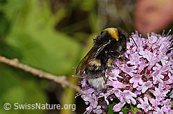 Bombus terrestris on Origanum vulgare (C268108) Bombus terrestris on Origanum vulgare (C268108)