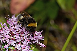 Bombus terrestris on Origanum vulgare (C268109) Bombus terrestris on Origanum vulgare (C268109)