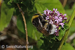 Bombus terrestris on Origanum vulgare (C268111) Bombus terrestris on Origanum vulgare (C268111)