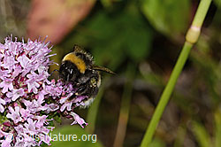 Bombus terrestris on Origanum vulgare (C268112) Bombus terrestris on Origanum vulgare (C268112)