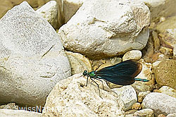 Blauflügel-Prachtlibelle (Calopteryx virgo) (23.07.2023, C268120)