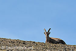 C279800: Alpensteinbock (Capra ibex)