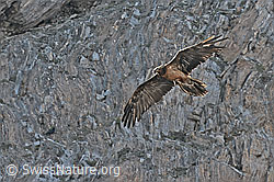 Bartgeier (Gypaetus barbatus) (C279951)