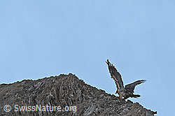 Bartgeier (Gypaetus barbatus) (C279973)