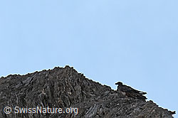 Bartgeier (Gypaetus barbatus) (C279975)