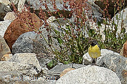 C301585: Gebirgsstelze (Motacilla cinerea)